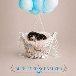 Mugsy - Black and silver male Miniature Schnauzer puppy in Winter Haven, Florida from The Blue Eyed Schnauzer