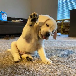 Labrador Retriever Puppies from Texas Finest English Labradors