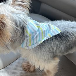 Pugs and Yorkshire Terriers from Pinky's Puppies