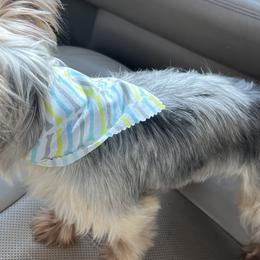 Pugs and Yorkshire Terriers from Pinky's Puppies