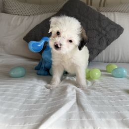Jack Daniel's - Black and white Coton de Tulear puppy in Avery Creek, North Carolina from AVLCOTONLOVE