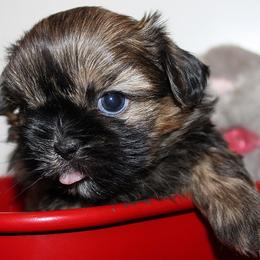 Girl 1 - Red and white female Shih Tzu puppy in Craig, Colorado from Rocky Mountain Shih Tzus and Dry Creek Miniature Dachshunds