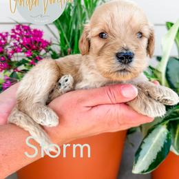 Storm - Cream male Goldendoodle puppy in Jacksonville, Florida from First Coast Goldendoodles