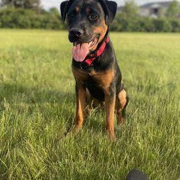 Rottweiler Puppies from Rottitales