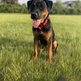 Rottweiler Puppies from Rottitales