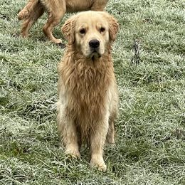 Piper - Golden Retriever