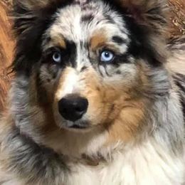 Tigger - Australian Shepherd