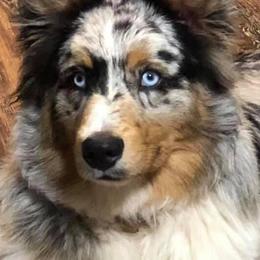 Tigger - Australian Shepherd