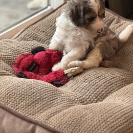 Atlas - Blue merle male Aussiedoodle puppy in Grants Pass, Oregon from Woodwind Miniatures