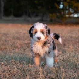 Australian Mountain Doodle Puppies from Brick House Farm Doodles
