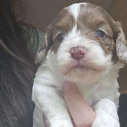 Orange Female - Brown and white female Cockapoo puppy in Mocksville, North Carolina from Hunting Creek Farms