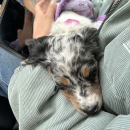 Dachshund Puppies from Dreaming of Dachshunds