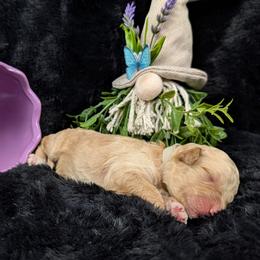 Athena - Apricot female Poodle puppy in Mongomery, Texas from Celestial Jewels Poodles