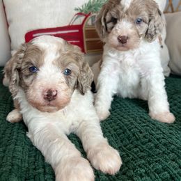 Choc merle parti - Merle male Goldendoodle puppy in Ottawa, Ohio from Simply Beautiful Goldendoodles
