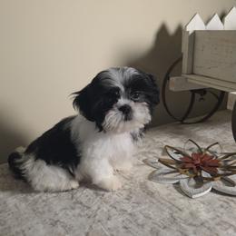 Millie - Black and white female Shih Tzu puppy in Kings Mountain, North Carolina from Britany's Shih Tzus