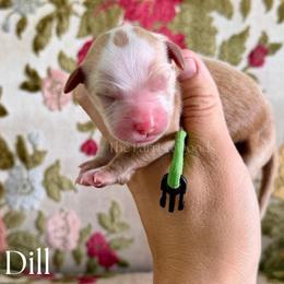 Dill - Red  male Goldendoodle puppy in Aubrey, Texas from The Parrish Doods