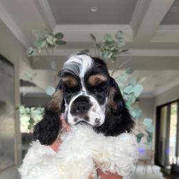 Cocker Spaniel puppies from CuttinBlue Farms