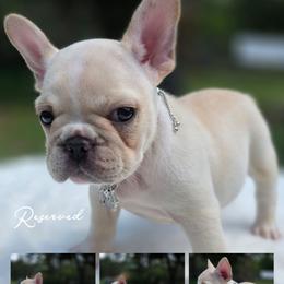 Pink girl - Cream female French Bulldog puppy in Polk City, Florida from Best Friend Frenchies, LLC