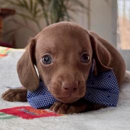 Bastian - Chocolate and tan male Dachshund puppy in Wallingford, Kentucky from Hensley Homestead Dachshunds
