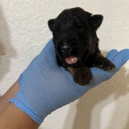 Raven - Black and red female German Shepherd puppy in Quartz Hill, California from Von Gonzalez Kennel