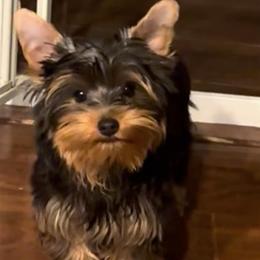 Loki - Black and gold male Yorkshire Terrier puppy in Antelope, California from Yorkie Family Home
