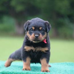 Hera - Black and mahogany female Rottweiler puppy in Uniontown, Alabama from CedarBluff Rottweilers