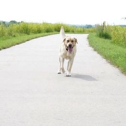 Labrador Retrievers from Carter's Pointing Labs