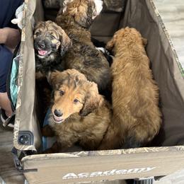 Airedale Terrier, Bernedoodle, and Bernese Mountain Dog Puppies from Beitzel Babies