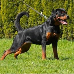 Cosma - Rottweiler