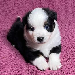 Black Tri Male with Blue Eyes - Black tri male Miniature Australian Shepherd puppy in Taunton, Massachusetts from Checkered Flag Champions Mini Aussies