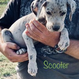 Great Dane Puppies from Texas Devine Danes