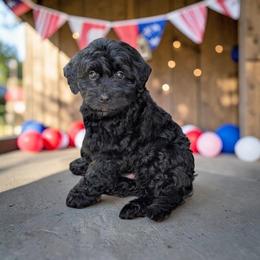 Ocean - Black and white male Aussiedoodle puppy in Sparta, Missouri from Sis' Doodles & Poodles
