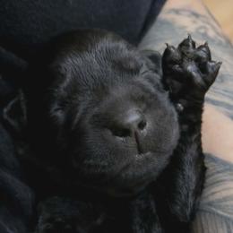 Lime girl - Black female Labrador Retriever puppy in Nacogdoches, Texas from Westlane Dogs