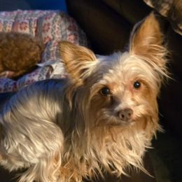 Charlie - Yorkshire Terrier