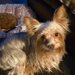 Charlie - Yorkshire Terrier