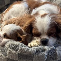 Pixie - Cavalier King Charles Spaniel