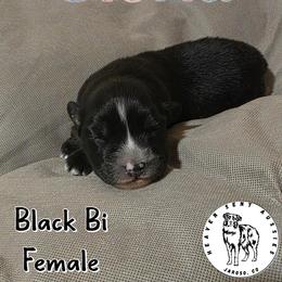Gloria - Black & white female Miniature Australian Shepherd puppy in Jaroso, Colorado from Heaven Sent Aussies