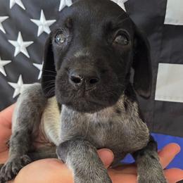Remi Girl  2 - Black roan female German Shorthaired Pointer puppy in Banning, California from ⭐🦆 So Cal on Point GSP'S🇺🇲🇩🇪 lg