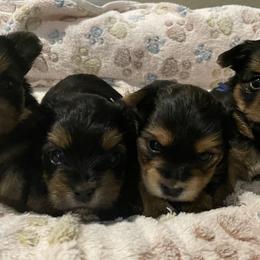 Yorkshire Terriers from Loyal Littles