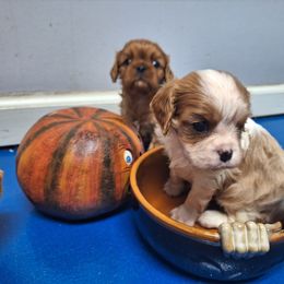 Boy 2 - Cavalier King Charles Spaniel puppy in Villa Rica, Georgia from Georgia Alabama Cavaliers