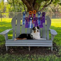 Australian Shepherd Puppies from Imagine Australian Shepherds
