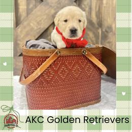 Mr. Red - Golden male Golden Retriever puppy in Blue Springs, Missouri from Farmstead 51