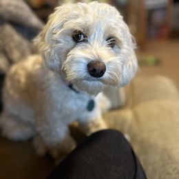 Bernedoodles and Cockapoos from Doodles of Joy