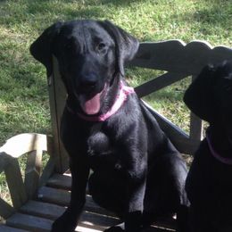 Labrador Retrievers from Seaside Retrievers