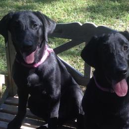 Labrador Retrievers from Seaside Retrievers