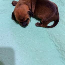 Girl 3 - Red female Dachshund puppy in Fayetteville, North Carolina from Army of Dachshunds