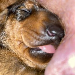 Dachshund Puppies from Casperdachs