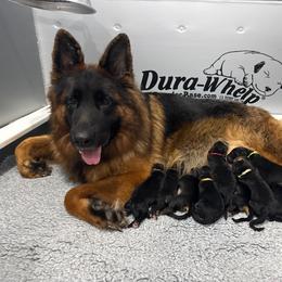 Girl 1 - Black and red female German Shepherd puppy in Bushnell, Florida from Central Florida Shepherds