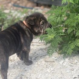 Chai - Black female Chinese Shar-Pei puppy in Lehigh Acres, Florida from Florida Wrinkles