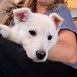 George Washington - White male German Shepherd puppy in Medaryville, Indiana from PatriotPups.org